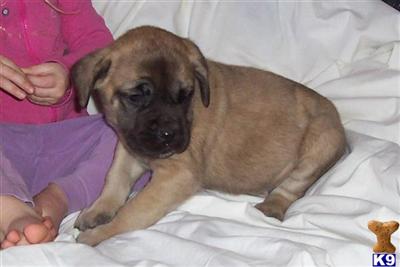 Mastiff Puppies for Sale